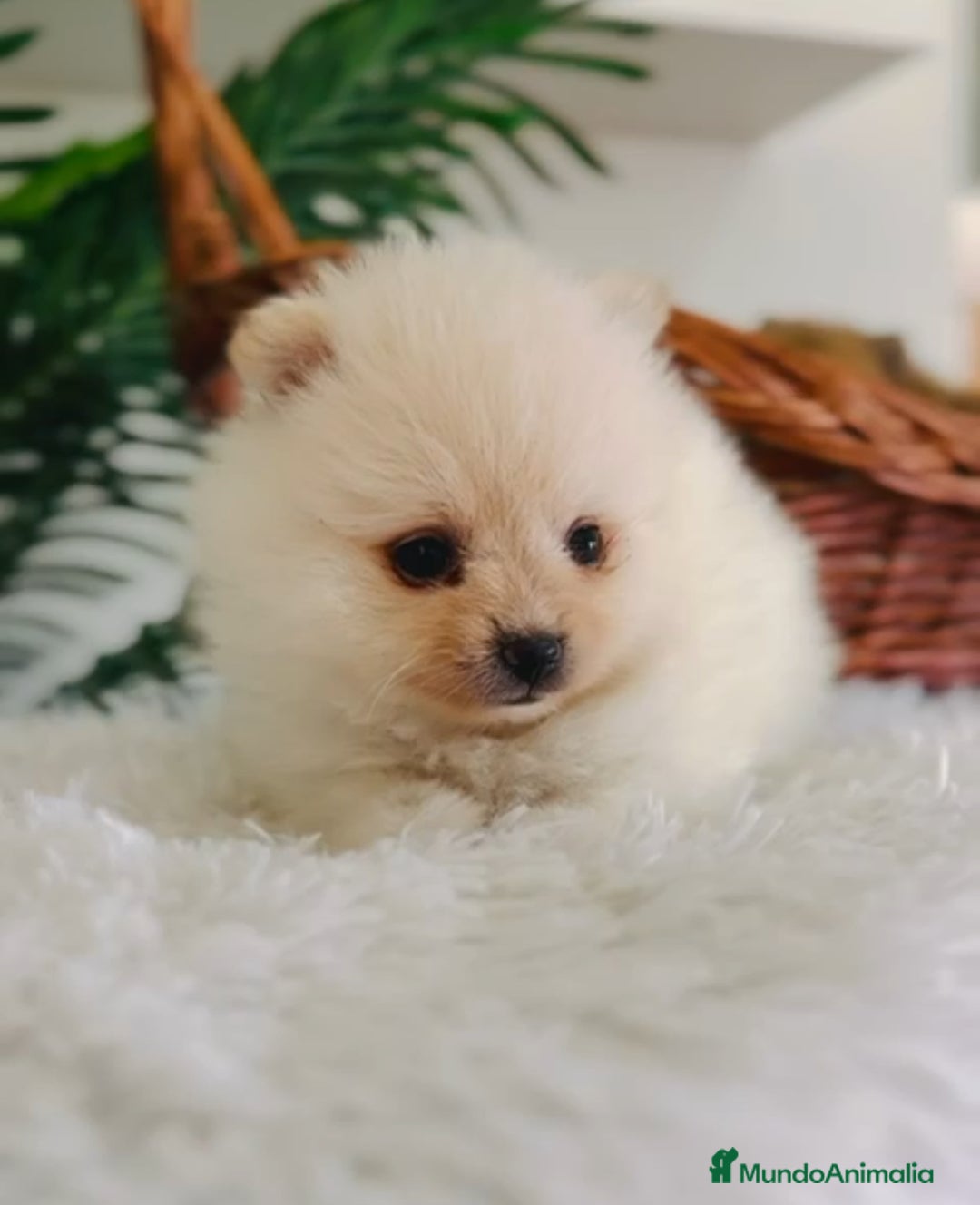Pomerania perros en venta: POMERANIA HEMBRA  - Imagen 3