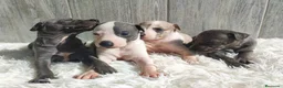 Whippet perros en venta: WHIPPET Machos - Anuncio 7