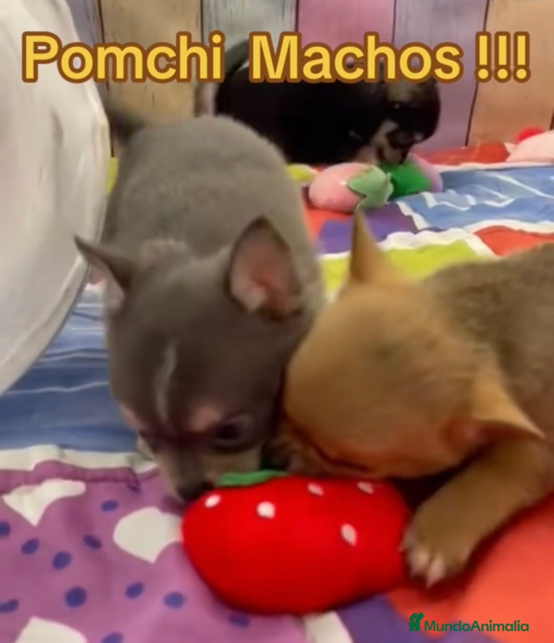 Pomchi perros en venta: Pomchi  - Anuncio 1