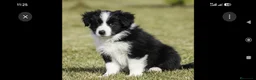 Border Collie perros en venta: Preciosos border collie - Anuncio 2