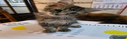 Maine Coon gatos en venta: A. MAINE COON  en León - Anuncio 14