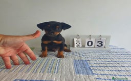 Pinscher Miniatura perros en venta: Pinscher mini - Imagen 2