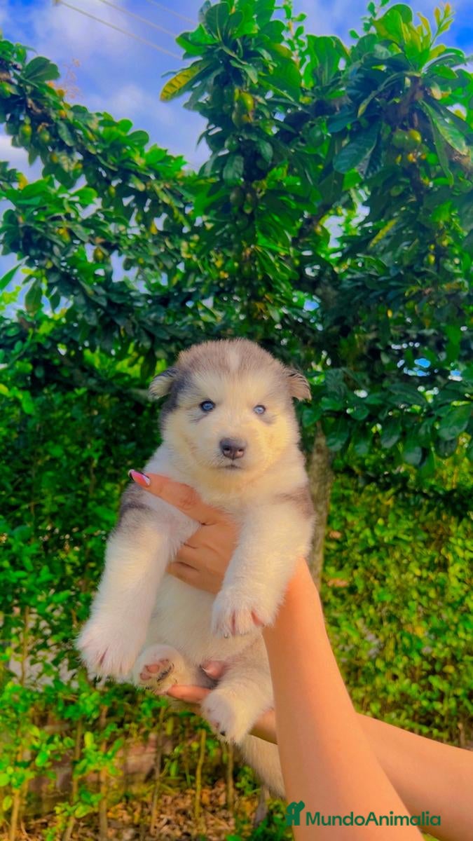 Husky Siberiano perros Husky puppies disponibles!! - Anuncio 4