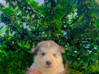 Husky Siberiano perros Husky puppies disponibles!! - Anuncio 4