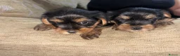 Yorkshire Terrier perros en venta: yorkshire terrier - Anuncio 3