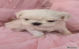 Bichón Maltés perros en venta: Bichón maltes coreano Macho y Hembra  - Imagen 6