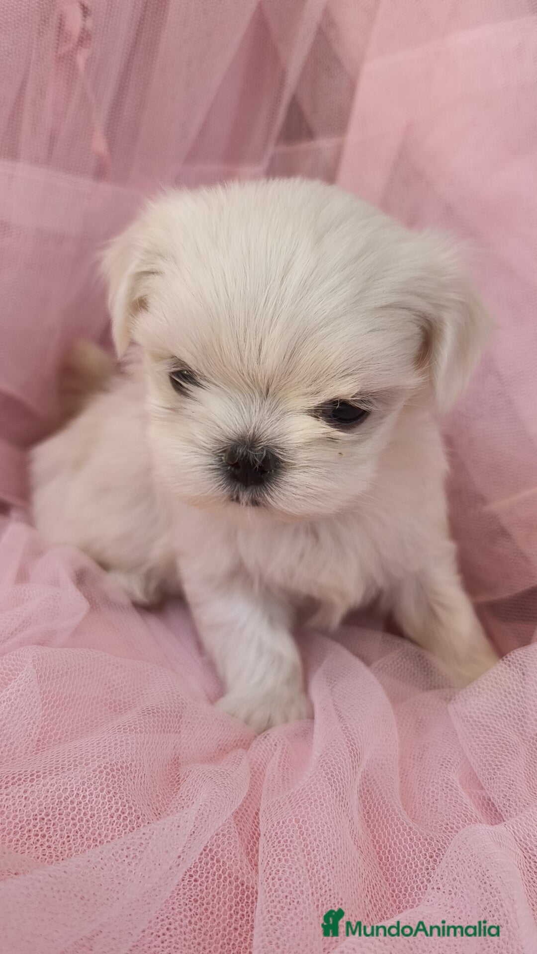 Bichón Maltés perros en venta: Bichón maltes coreano Macho y Hembra  - Imagen 6