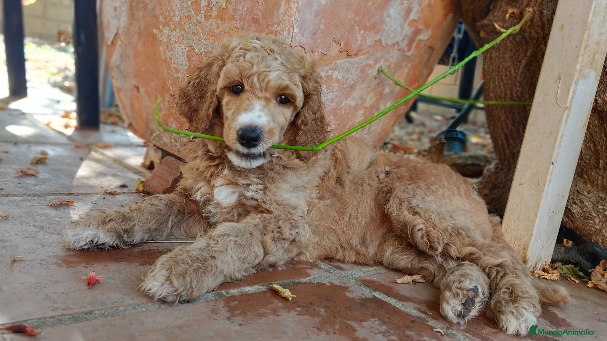 Caniche Gigante perros Caniche gigante - Anuncio 5