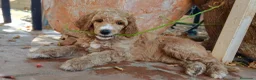 Caniche Gigante perros en venta: Caniche gigante - Anuncio 4