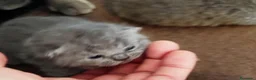 Británico de Pelo Corto Azul gatos en venta: British Shorthair  - Anuncio 3