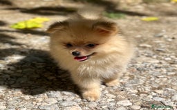 Pomerania perros en venta: POMERANIA CREMA DISPONIBLE - Imagen 2