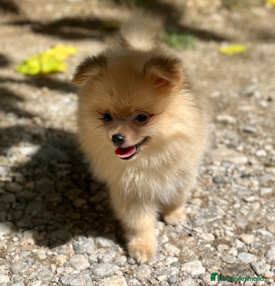 Pomerania perros en venta: POMERANIA CREMA DISPONIBLE - Anuncio 2