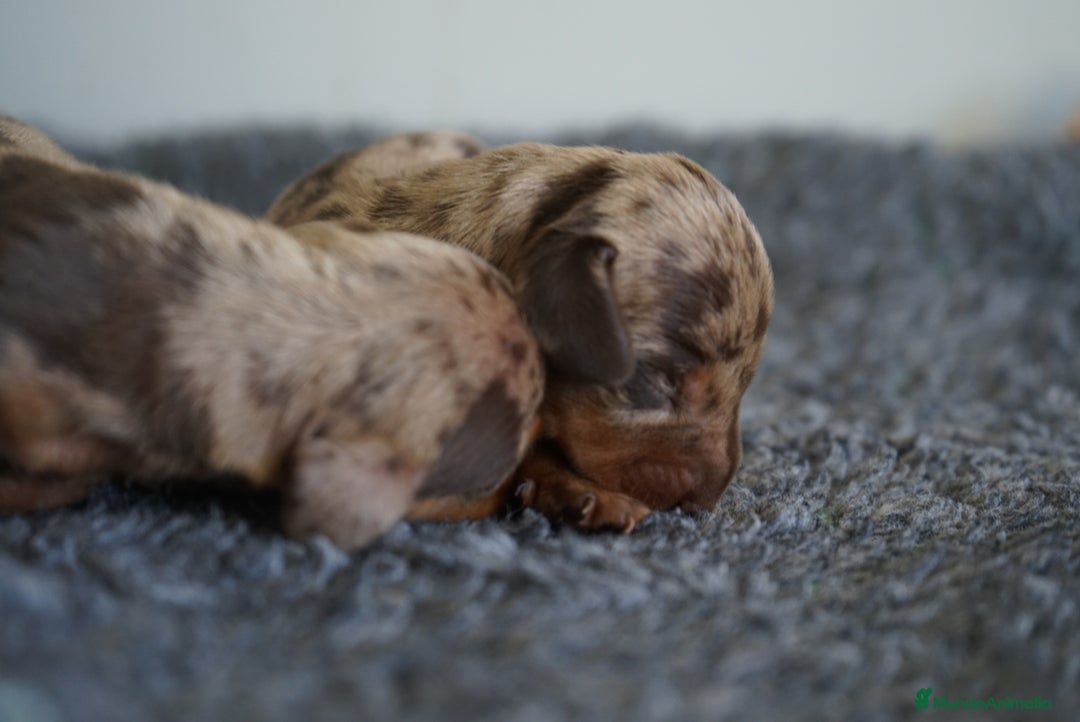 Teckel Miniatura perros en venta: 🐾 Kodat, Byron y Curri – Teckel miniatura 🐾 - Imagen 9