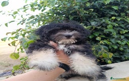 Maltipoo perros en venta: Maltipoo precio real  - Imagen 2