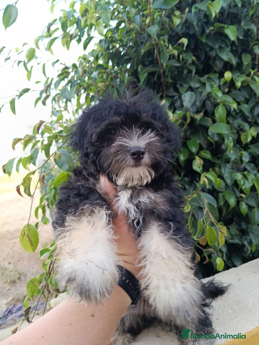 Maltipoo perros en venta: Maltipoo precio real  - Imagen 2