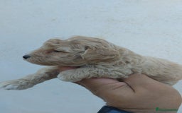 Caniche Toy perros en venta: Caniches toy macho y hembras  - Anuncio 3