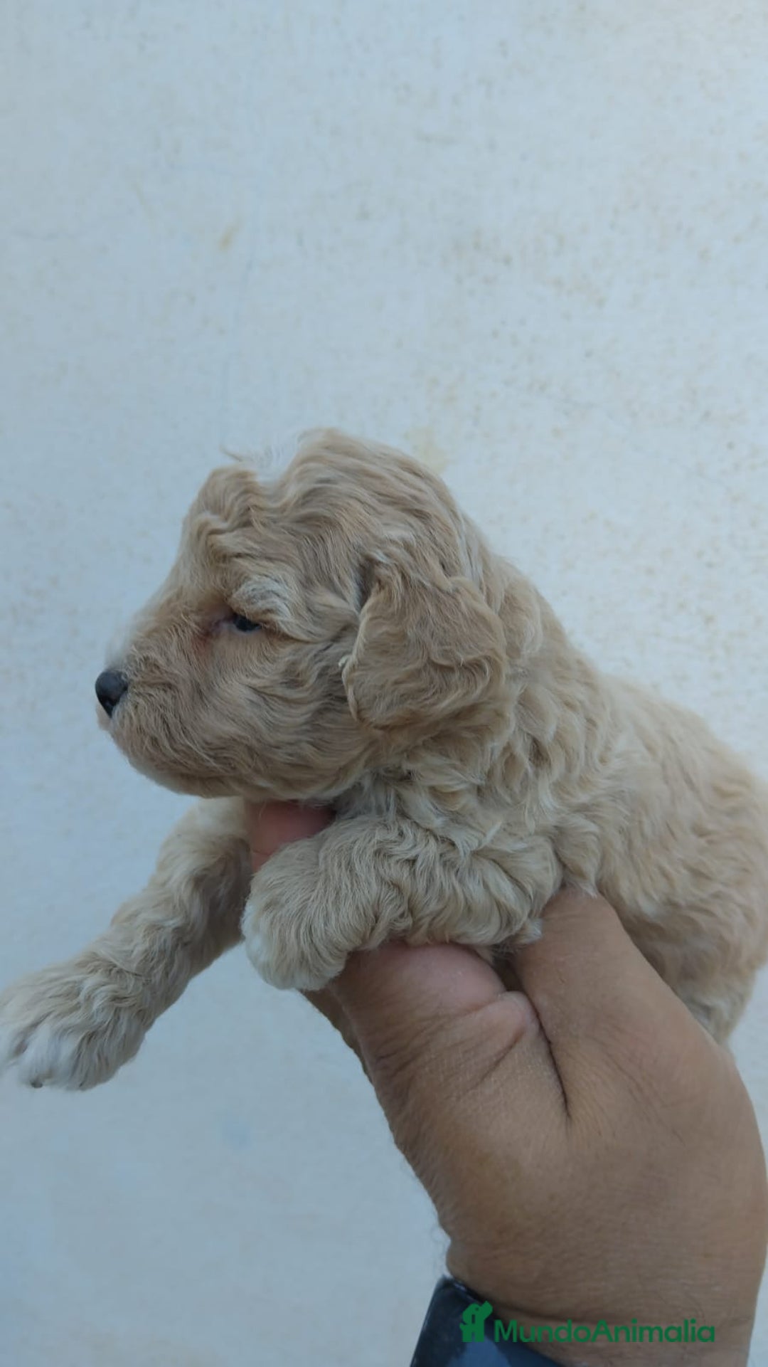 Caniche Toy perros en venta: Caniches toy macho y hembras  - Anuncio 3