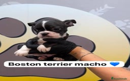 Boston Terrier perros en venta: 🐶Camada de Boston terrier en Happy Huellas🐶 - Imagen 4