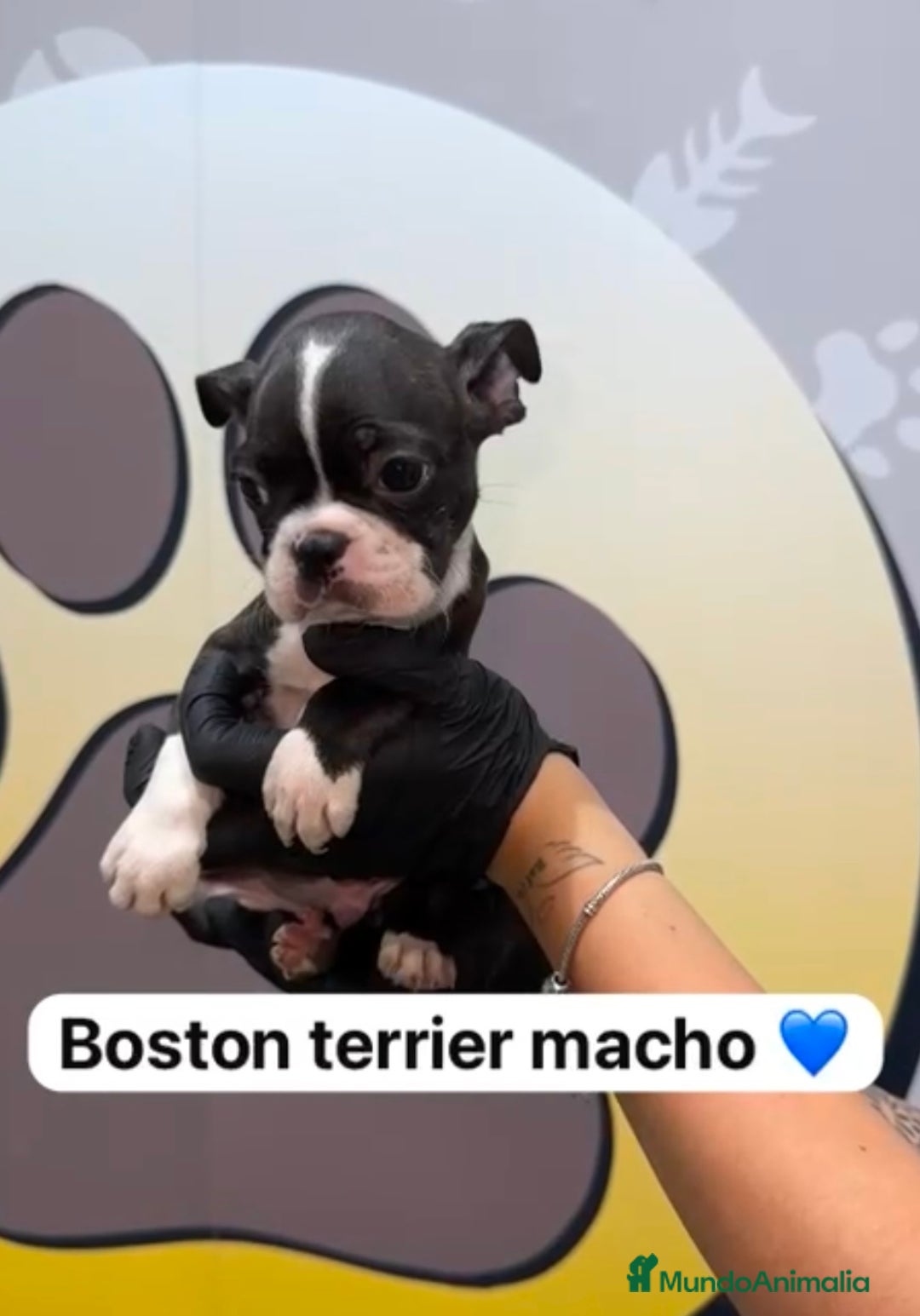 Boston Terrier perros en venta: 🐶Camada de Boston terrier en Happy Huellas🐶 - Imagen 4