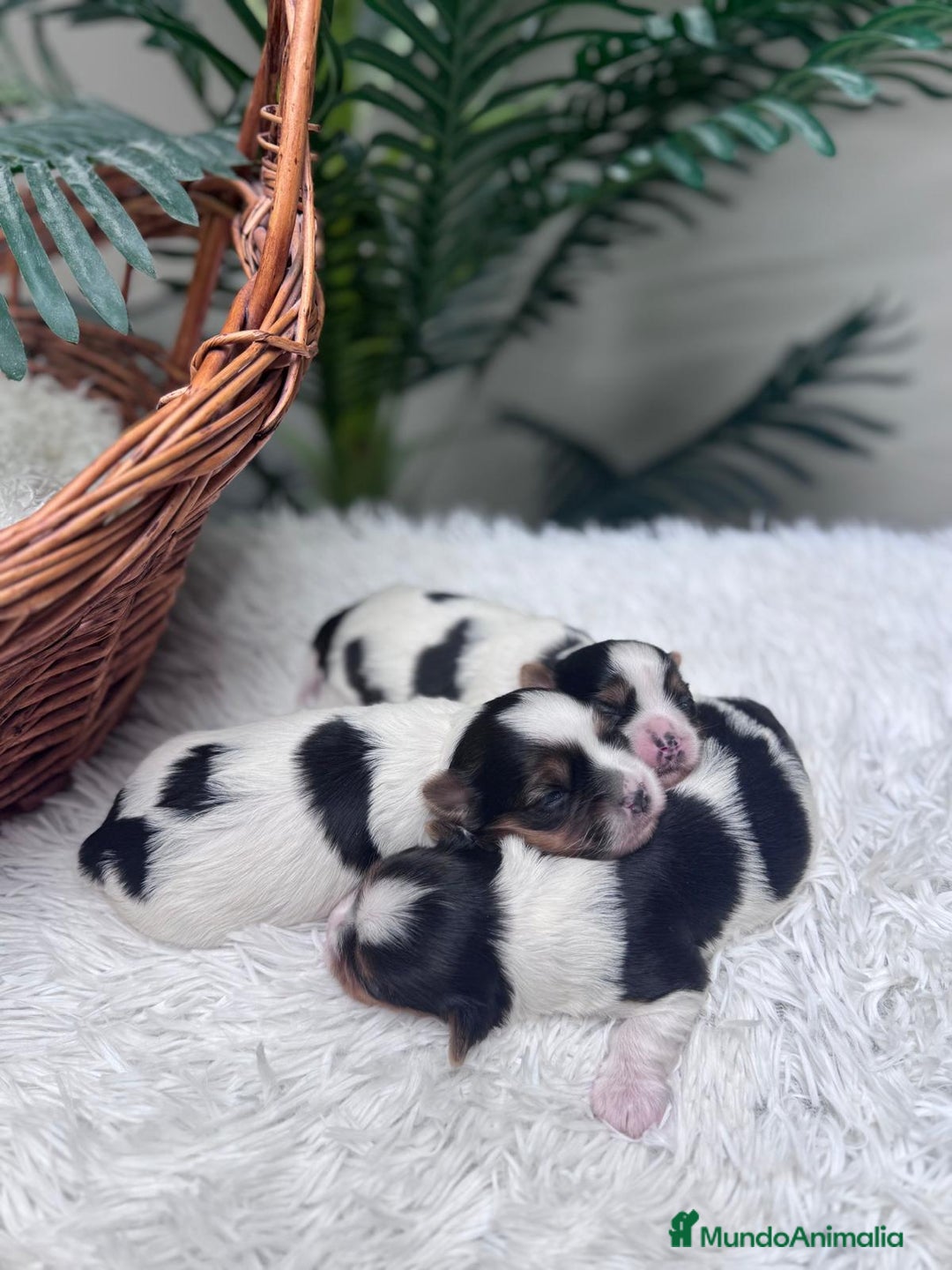Yorkshire Terrier perros en venta: YORKSHIRE BIEWER HEMBRA - Anuncio 12