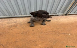 Braco Alemán de Pelo Corto perros en venta: Braco Alemán ultimo macho - Anuncio 7