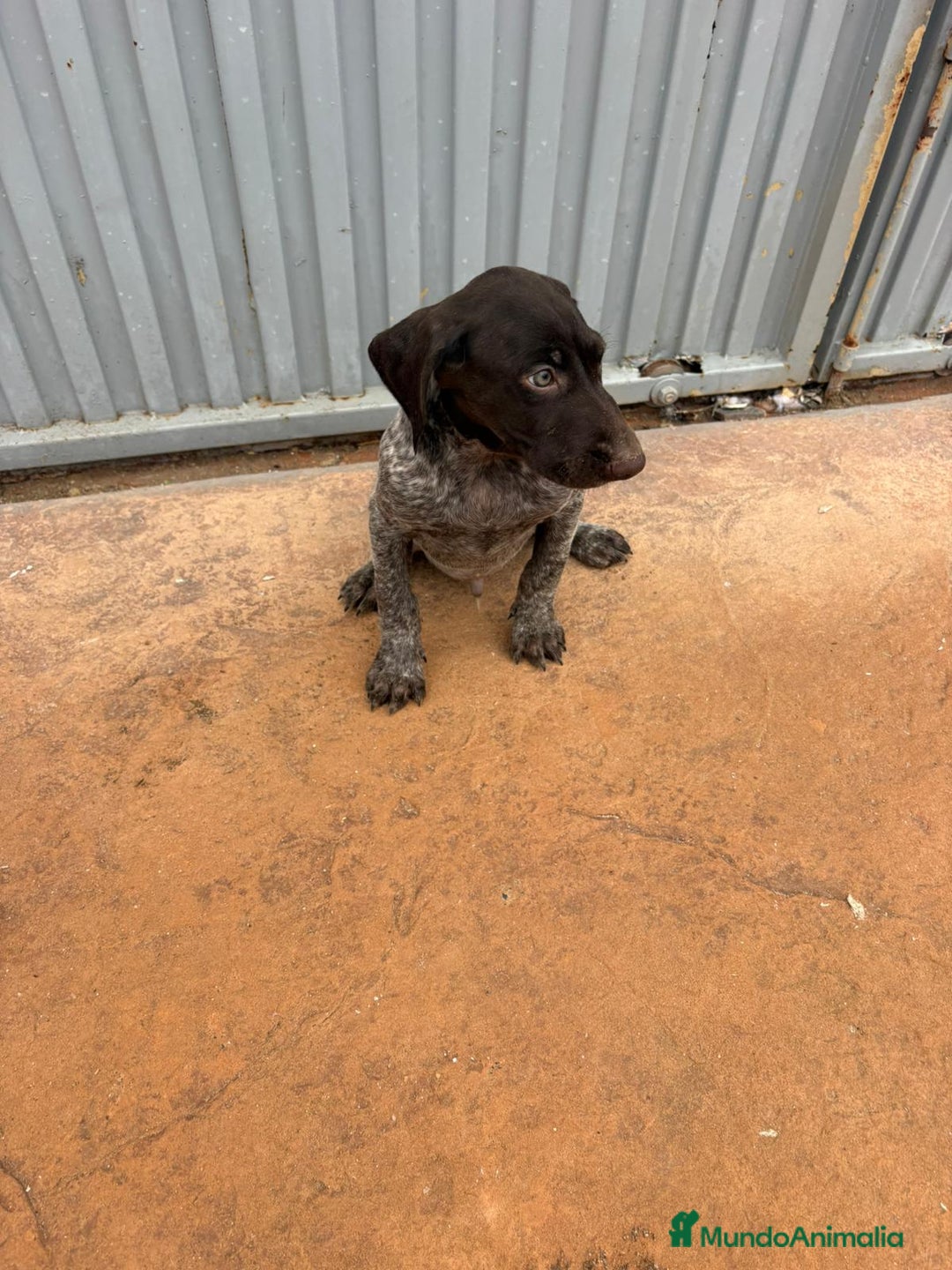 Braco Alemán de Pelo Corto perros en venta: Braco Alemán ultimo macho - Anuncio 7