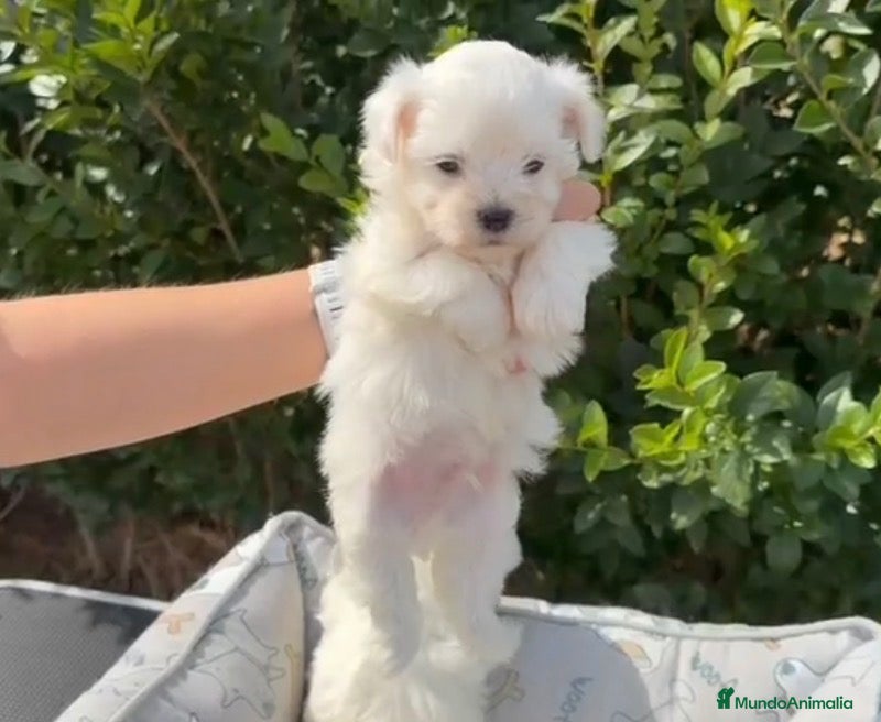 Bichón Maltés perros CACHORROS BICHON MALTÉS  - Anuncio 1