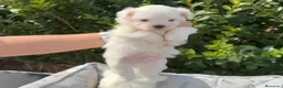 Bichón Maltés perros en venta: CACHORROS BICHON MALTÉS  - Anuncio 1