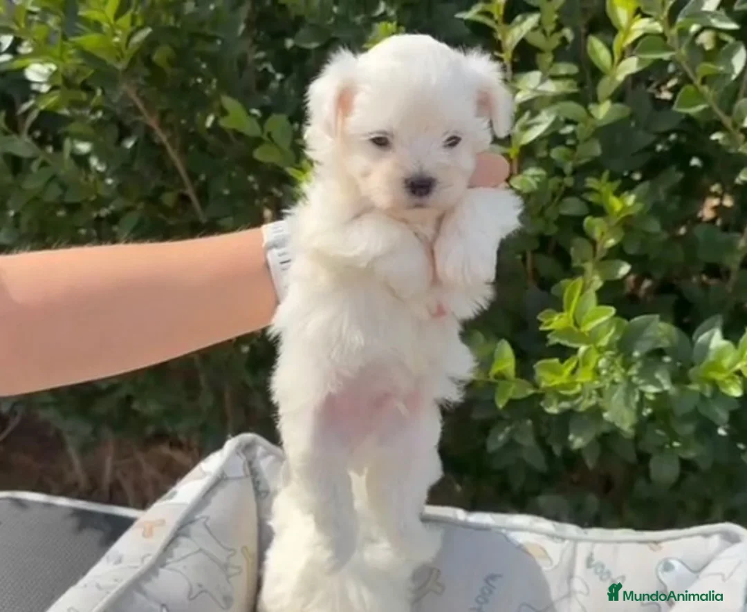 Bichón Maltés perros en venta: CACHORROS BICHON MALTÉS  - Anuncio 1