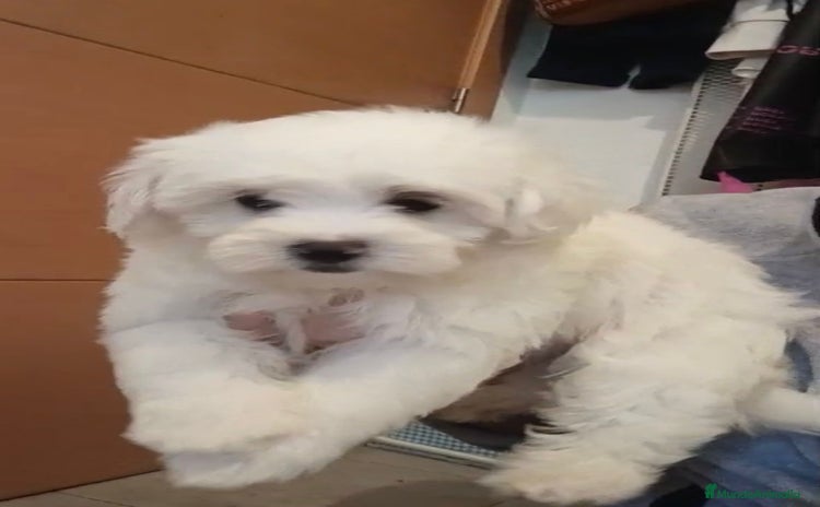 Bichón Maltés perros - Anuncio 4