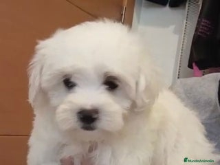 Bichón Maltés perros - Anuncio 9