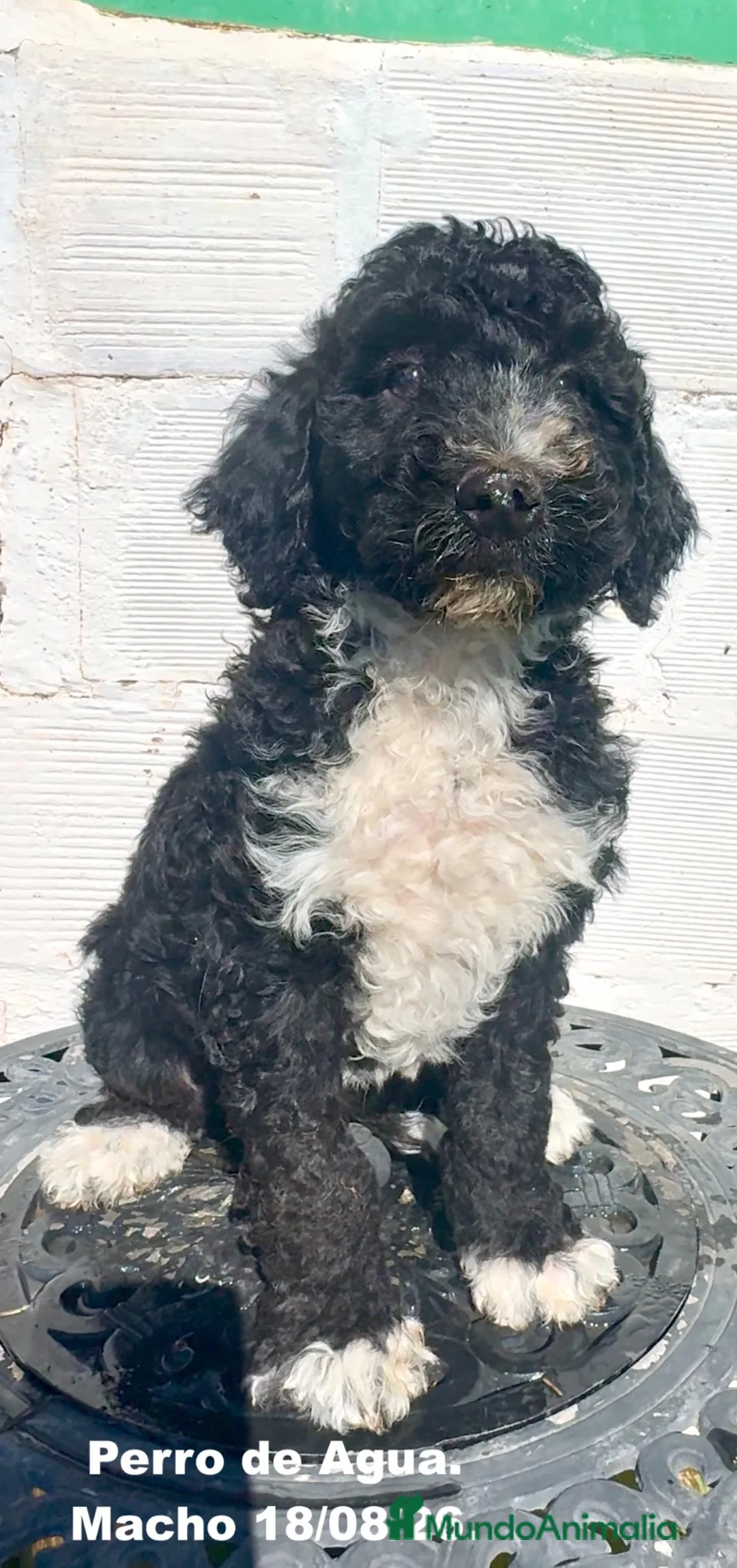 Perro de Agua Español perros en venta: Perro de Agua - Anuncio 2