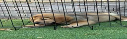 Pastor de Asia Central perros en venta: Cachorro Alabai  - Anuncio 5