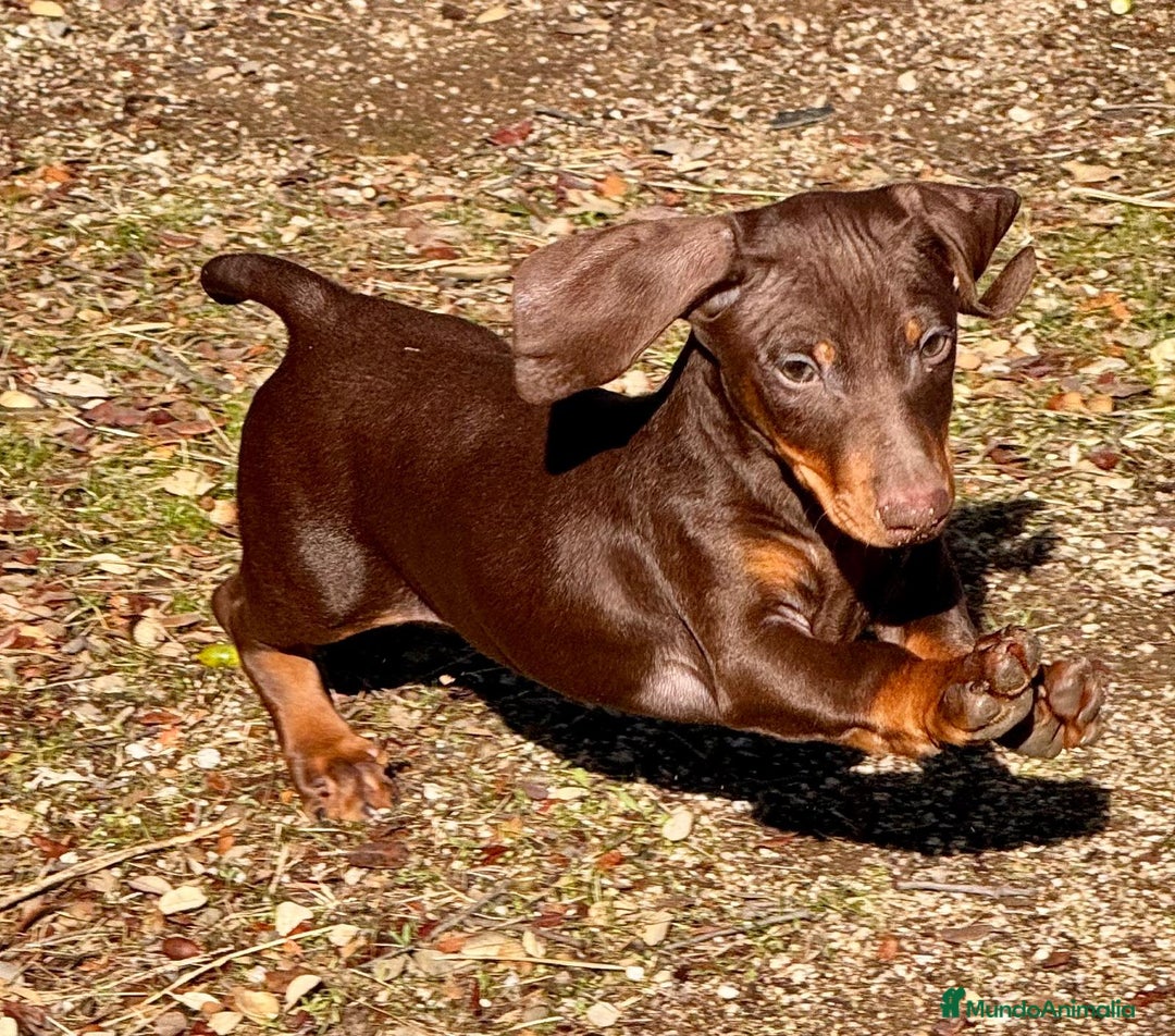 Teckel Miniatura perros en venta: Teckel miniatura pelo corto - Anuncio 2