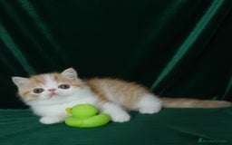 Exótico de Pelo Corto gatos en venta: 🐯 EXOTIC SHORTHAIR RED TABBY & WHITE - Imagen 17