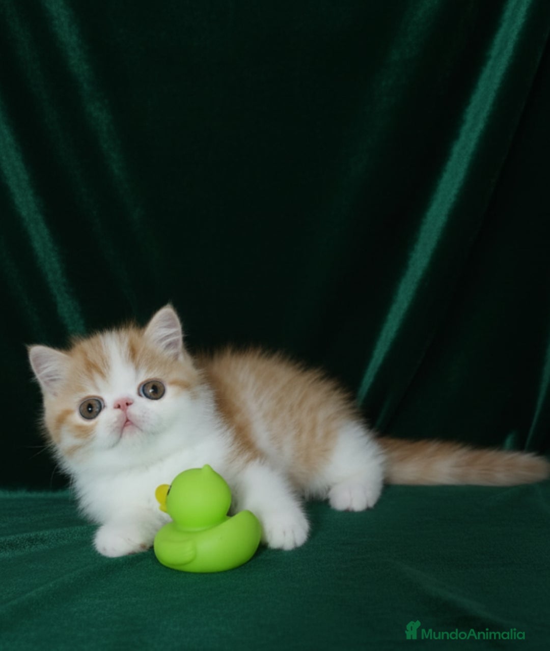 Exótico de Pelo Corto gatos en venta: 🐯 EXOTIC SHORTHAIR RED TABBY & WHITE - Imagen 17