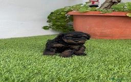 Caniche Toy perros en venta: CANICHTE TOY HEMBRA Mascotas del sur - Imagen 15