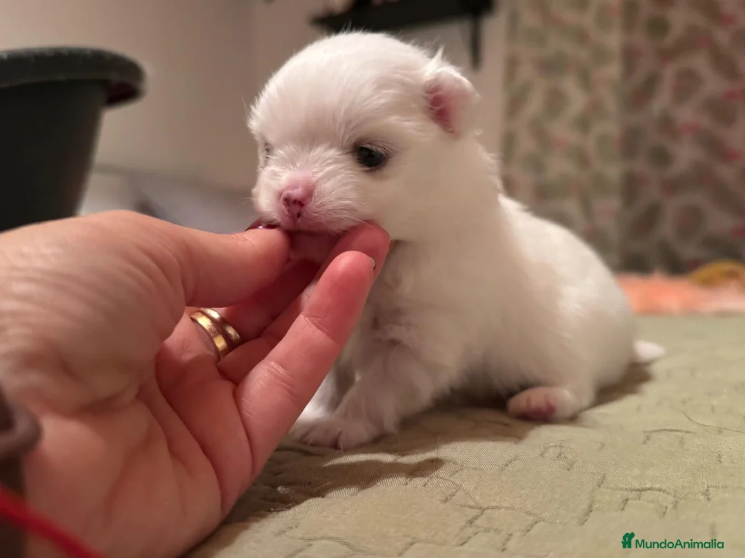 Pomchi perros en venta: Pomchi bebés disponibles - Anuncio 8