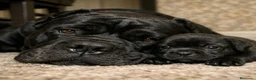 Cane Corso perros en venta: Cane corso - Anuncio 3