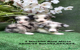 Border Collie perros en venta: BORDER COLLIE DE VILLA BIZNAGA - Imagen 7