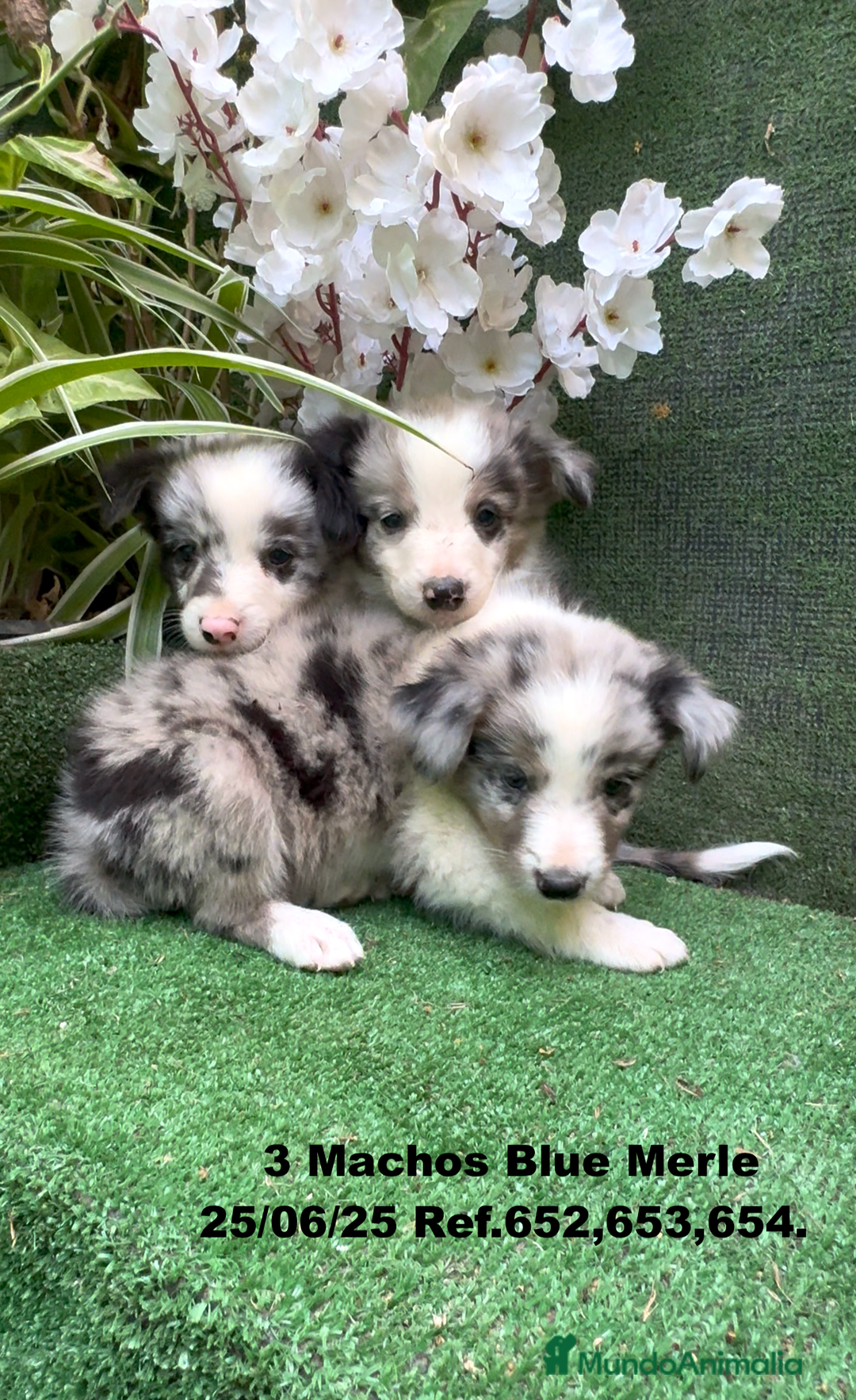 Border Collie perros en venta: BORDER COLLIE DE VILLA BIZNAGA - Imagen 7
