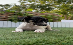 Ratonero Bodeguero Andaluz perros en venta: BODEGUERO ANDALUZ - Imagen 1