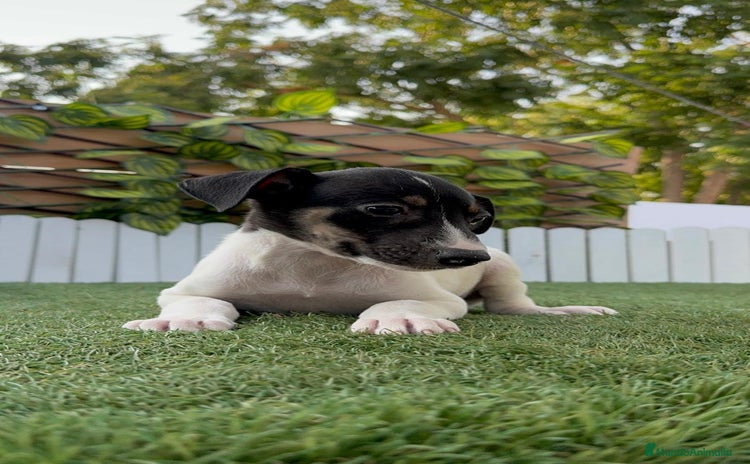 Ratonero Bodeguero Andaluz perros - Anuncio 3