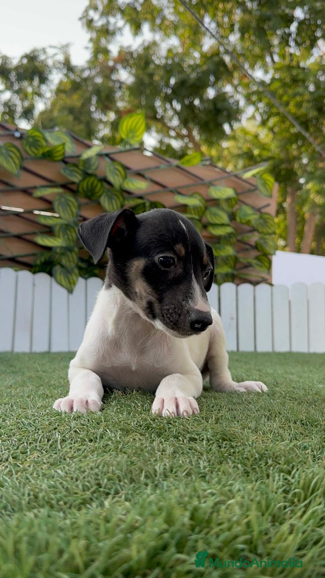Ratonero Bodeguero Andaluz perros en venta: BODEGUERO ANDALUZ - Imagen 1
