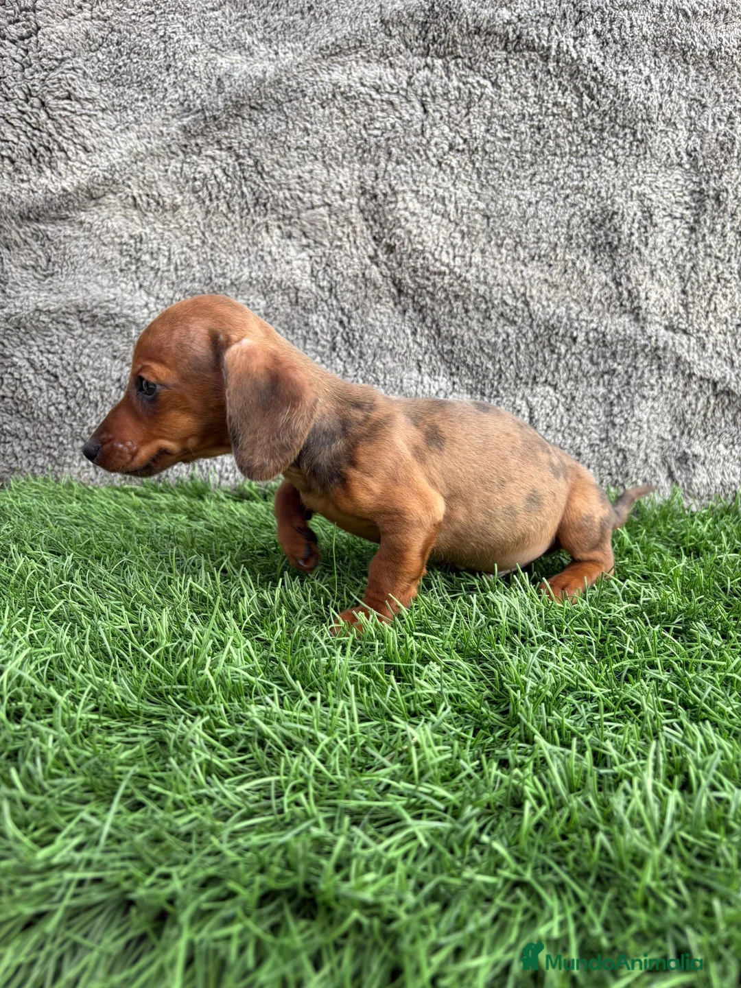 Teckel Miniatura perros en venta: Macho de Teckel Kaninchen Merle chocolate diluido - Anuncio 3