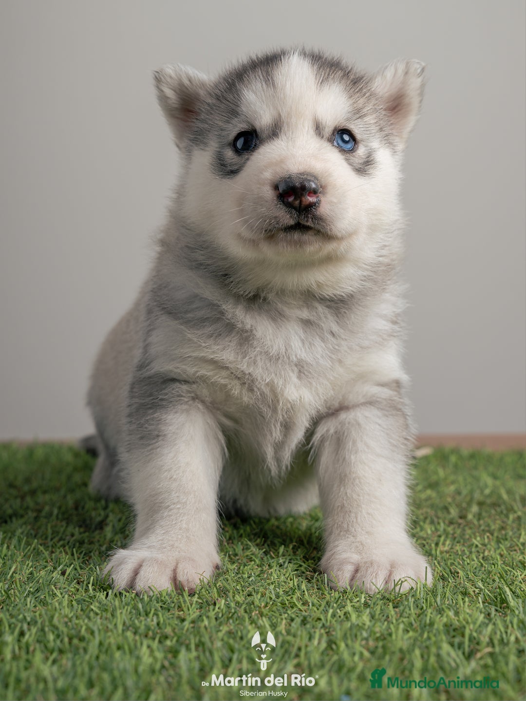 Husky Siberiano perros en venta: IDEAL CAMADA HUSKY - Anuncio 8