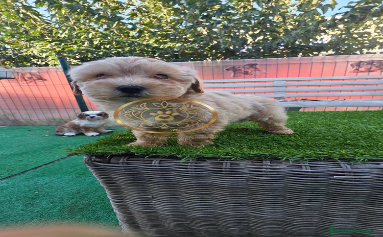 Maltipoo perros - Anuncio 3