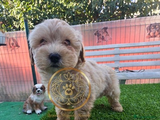 Maltipoo perros - Anuncio 10