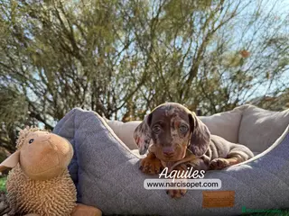 Teckel Miniatura perros TECKEL ARLEQUIN CHOCOLATE - Anuncio 17