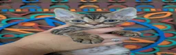 Devon Rex gatos en venta: Preciosos ejemplares de Devon Rex - Anuncio 3